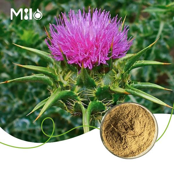 Silymarin Powder